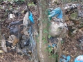 simbioza