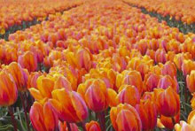 Oranje_tulpen.jpg Oranje_tulpen.jpg